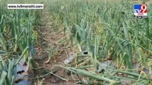 Latur News | लातूरमध्ये शेतीला अवकाळीचा मोठा फटका, वादळी वाऱ्यासह गारपीठीने हाताशी आलेलं पिक उद्ध्वस्त