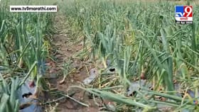 लातूरमध्ये अवकाळीचा मोठा फटका, वादळी वाऱ्यासह गारपीठमुळे मोठं नुकसान.