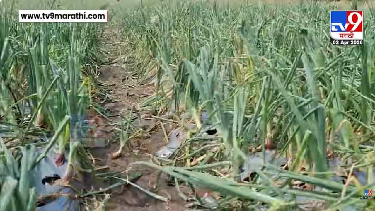 Latur News | लातूरमध्ये शेतीला अवकाळीचा मोठा फटका, वादळी वाऱ्यासह गारपीठीने हाताशी आलेलं पिक उद्ध्वस्त