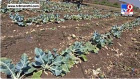 हिगोलीत शेतीला अवकाळीचा मोठा फटका, वादळी वाऱ्यासह गारपीठीने हाताशी आले