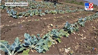Hingoli News | हिगोलीत शेतीला अवकाळीचा मोठा फटका, वादळी वाऱ्यासह गारपीठीने हाताशी आलेलं पिक उद्ध्वस्त