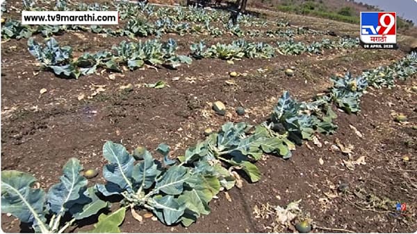 Hingoli News | हिगोलीत शेतीला अवकाळीचा मोठा फटका, वादळी वाऱ्यासह गारपीठीने हाताशी आलेलं पिक उद्ध्वस्त