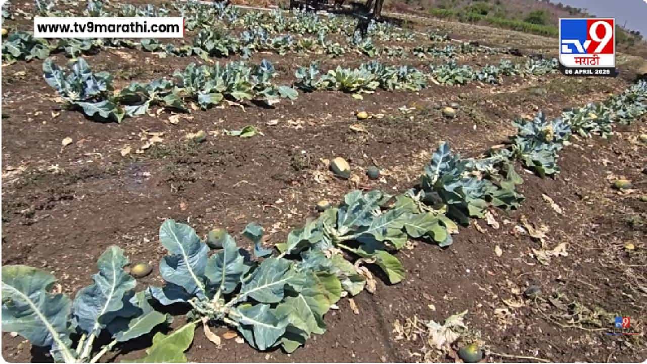 Hingoli News | हिगोलीत शेतीला अवकाळीचा मोठा फटका, वादळी वाऱ्यासह गारपीठीने हाताशी आलेलं पिक उद्ध्वस्त Hingoli News | हिगोलीत शेतीला अवकाळीचा मोठा फटका, वादळी वाऱ्यासह गारपीठीने हाताशी आलेलं पिक उद्ध्वस्त