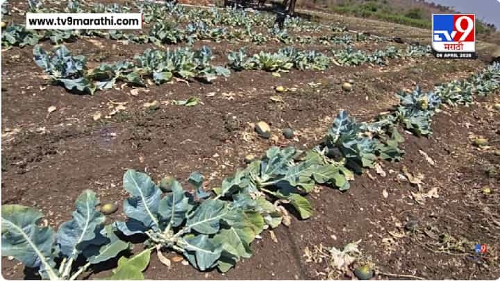 Hingoli News | हिगोलीत शेतीला अवकाळीचा मोठा फटका, वादळी वाऱ्यासह गारपीठीने हाताशी आलेलं पिक उद्ध्वस्त Hingoli News | हिगोलीत शेतीला अवकाळीचा मोठा फटका, वादळी वाऱ्यासह गारपीठीने हाताशी आलेलं पिक उद्ध्वस्त