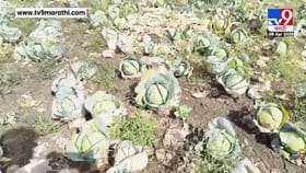 अवकाळीच्या 'अवकृपे'ने शेतकरी हवालदिल, वाशिमच्या 729 हेक्टवरील पिकांचं