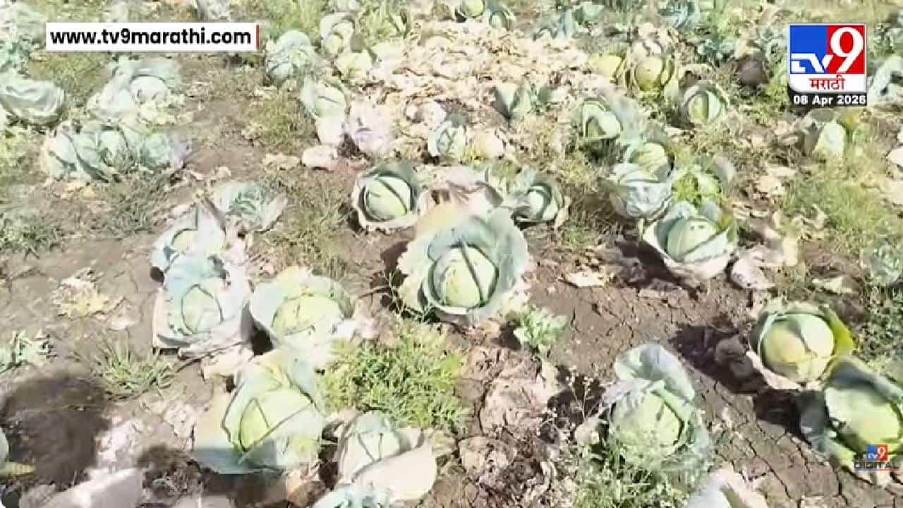 Washim Farmer Loss | अवकाळीच्या 'अवकृपे'ने शेतकरी हवालदिल, वाशिमच्या 729 हेक्टवरील पिकांचं नुकसान
