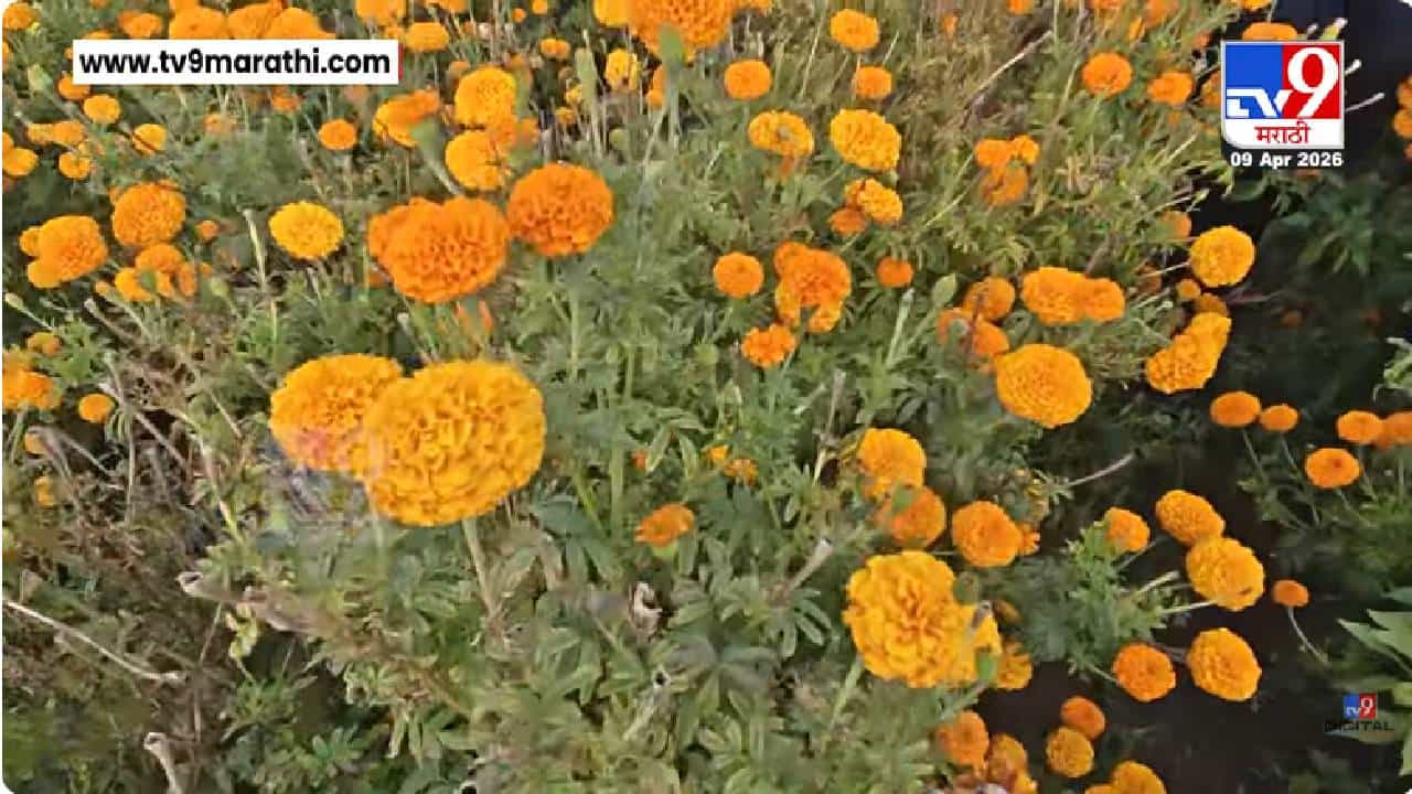 Hingoli | बदलत्या हवामानाचा फटका! झेंडू उत्पादक शेतकरी आर्थिक संकटात Hingoli | बदलत्या हवामानाचा फटका! झेंडू उत्पादक शेतकरी आर्थिक संकटात