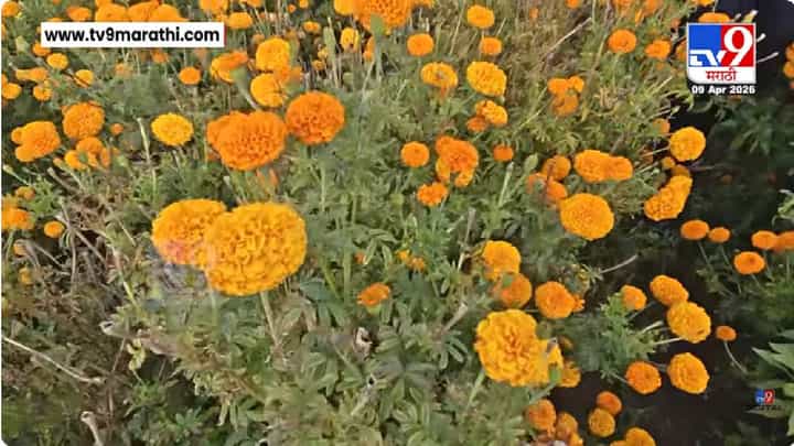 Hingoli | बदलत्या हवामानाचा फटका! झेंडू उत्पादक शेतकरी आर्थिक संकटात Hingoli | बदलत्या हवामानाचा फटका! झेंडू उत्पादक शेतकरी आर्थिक संकटात