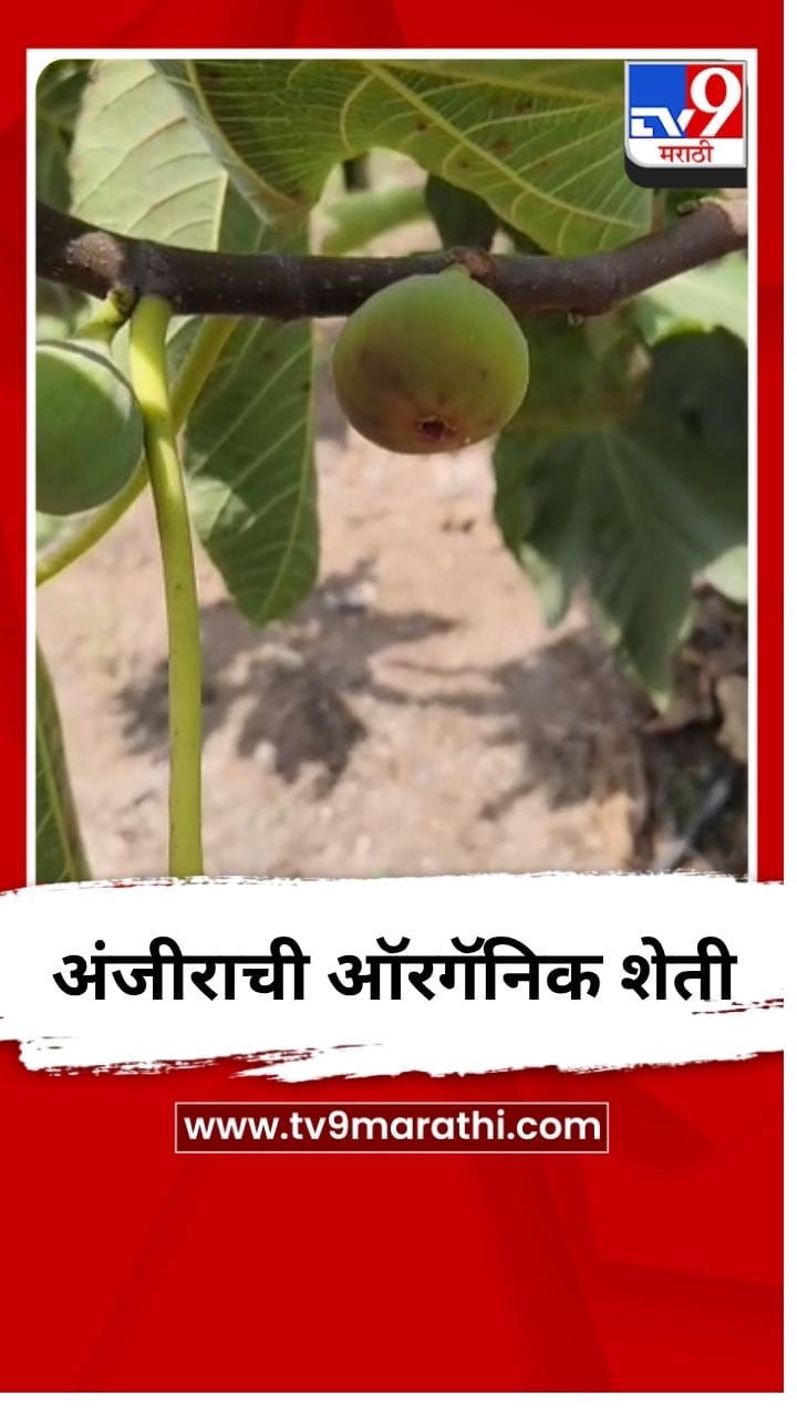 शिंगणापूरमध्ये अंजीराची ऑरगॅनिक शेती