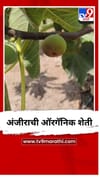शिंगणापूरमध्ये अंजीराची ऑरगॅनिक शेती.