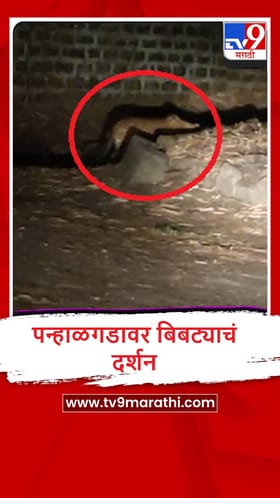 Kolhapur : पन्हाळगडावर बिबट्याचा वावर, पाहा व्हीडिओ