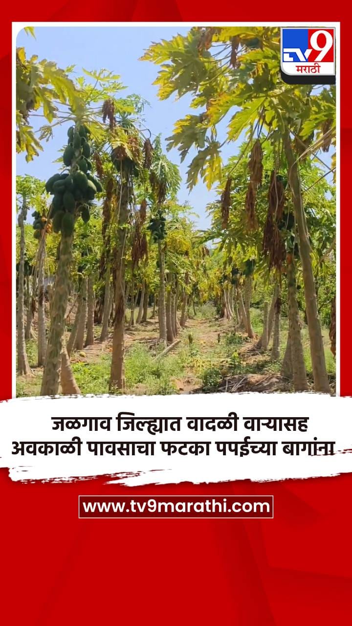 जळगाव जिल्ह्यात वादळी वाऱ्यासह अवकाळी पावसाचा फटका पपईच्या बागांना