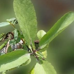 आजकालचे शेतकरी पारंपरिक शेती सोडून आधुनिक शेतीचा मार्ग अवलंबत जास्त उत्पन्न मिळवण्याचा प्रयत्न करत आहेत. त्यासाठी शेतकरी आपल्या पिकांमध्येही बदल करत आहेत. शेतकऱ्यांना लाखोंचा फायदा करून देणाऱ्या अशाच एका झाडाची शेती शेतकरी करू शकतात. 