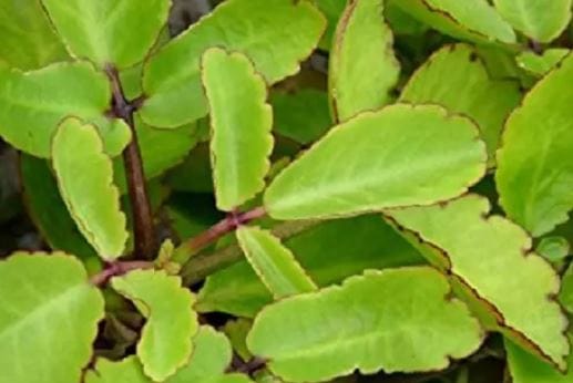 या झाडाचे नाव आहे पानफुटी. पानफुटी या झाडाला आयुर्वेदात खूप महत्त्व आहे. वेगवेगळ्या आजारांवर उपचार करण्यासाठी या झाडाची पाने खूप उपयोगी पडतात. म्हणूनच अनेक आयुर्वेदिक कंपन्यांमध्ये या झाडाच्या पानांना खूप महत्त्व आहे. 