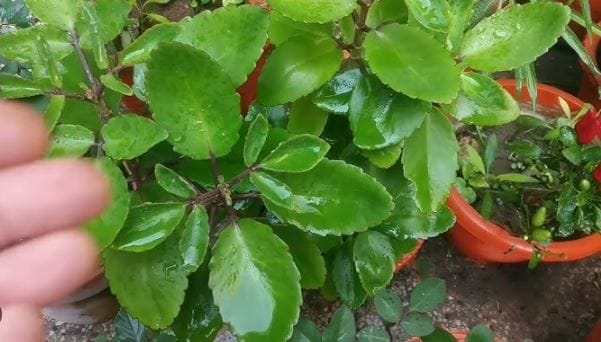 शेतकरी या झाडांची शेती करून लाखो रुपये कमवू शकतात. विशेष म्हणजे या झाडांची शेती करायची असेल तर तुम्हाला जास्त खर्चही येत नाही. अगदी कमी पाण्यात या झाडांची शेती केली जाऊ शकते. फवारणी किंवा इतर तत्सम खर्चदेखील खूप कमी असतो. 