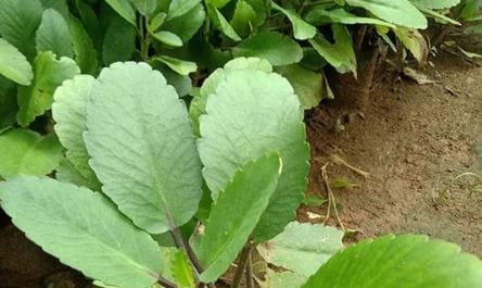 तुम्ही एकदा या झाडाचे रोप लावले तर पुढच्या दोन ते तीन महिन्यात हे झाड विकता येऊ शकते. या झाडाला रोज चार ते पाच तास उन भेटले पाहिजे. रेताड मातीमध्ये हे झाड चांगल्या पद्धतीने उगवते. पानफुटीचे एक झाड 25 ते 30 रुपयांना विकते. 