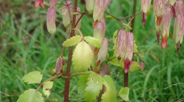 तुमच्या शेतामध्ये हे झाड वाढू शकते का याची तपासणी करूनच ही शेती करायची की नाही हे ठरवावे. (टीप- ही स्टोरी प्राथमिक माहितीवर आधारलेली आहे. कोणताही प्रयोग करताना त्या-त्या क्षेत्रातील तज्ज्ञांचा सल्ला आवश्य घ्या.)