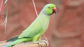 पोपट ठरला वन्यप्राणी... देशातील असा खटला ज्यामुळे सर्वांनी खाजवले डोकं.