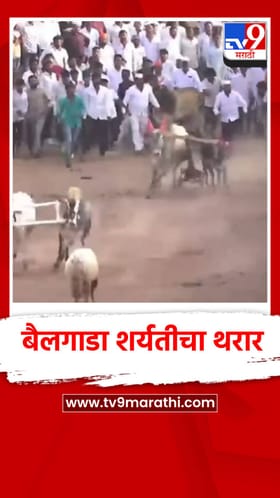 पेठ येथे बैलगाडा शर्यतीचा थरार