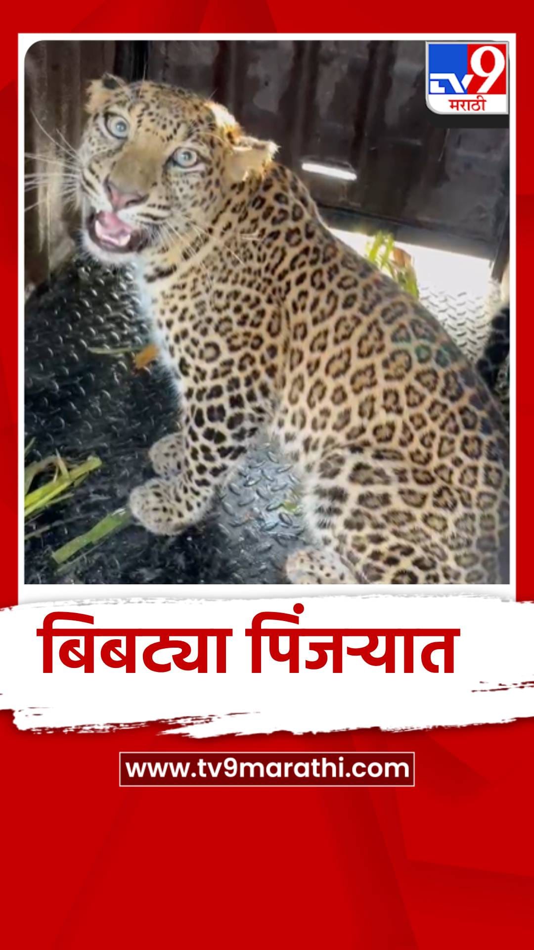 शिरुरमध्ये 41 वा बिबट्या जेरबंद