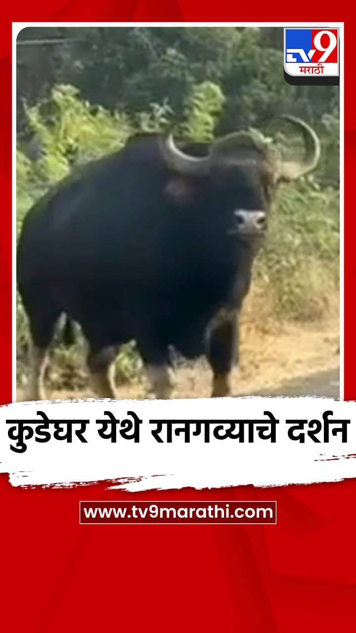 कुडेघर येथे रानगव्याचे दर्शन