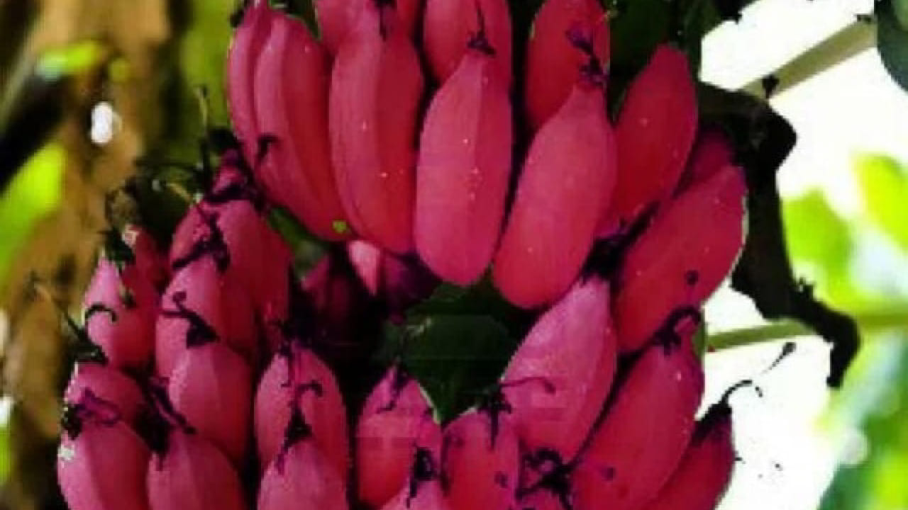 लाल केळी प्रामुख्याने ऑस्ट्रेलिया, वेस्ट इंडीज, मेक्सिको आणि अमेरिका या देशांत पिकवली जाते. मात्र आता भारतातही त्याची लागवड सुरू झाली असून, हळूहळू ती बाजारात उपलब्ध होऊ लागली आहे.