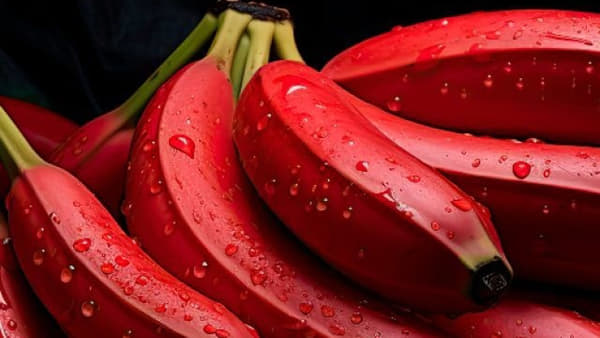 केळी हे आरोग्यासाठी अत्यंत उपयुक्त फळ मानलं जातं. शरीराला झटपट ऊर्जा देण्यासोबतच गोड खाण्याची इच्छा कमी करण्यासाठीही केळी खूप फायदेशीर ठरते. आतापर्यंत आपण पिवळी केळी किंवा कच्च्या केळ्याची भाजी खाल्ली असेल, पण लाल केळी ही देखील त्याहून अधिक पौष्टिक असल्याचं सांगितलं जातं.