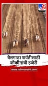 Satara : बैलगाडा शर्यतीत 'चंद्या-सर्जा'चा धमाका, पाहा व्हीडिओ.