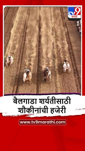 Satara : बैलगाडा शर्यतीत 'चंद्या-सर्जा'चा धमाका, पाहा व्हीडिओ