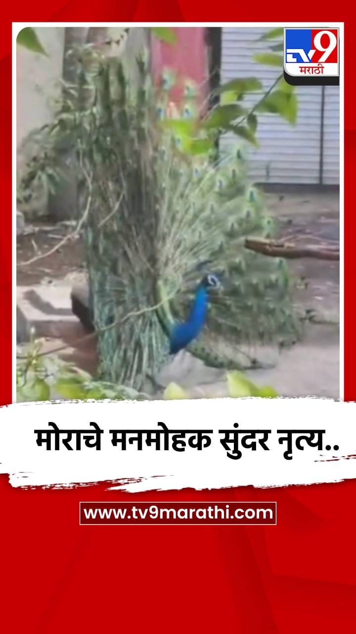 मोराचे मनमोहक सुंदर नृत्य..