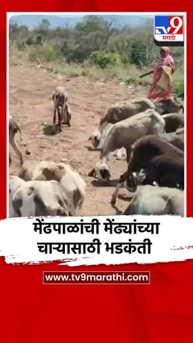 मेंढपाळांची मेंढ्यांच्या चाऱ्यासाठी भडकंती