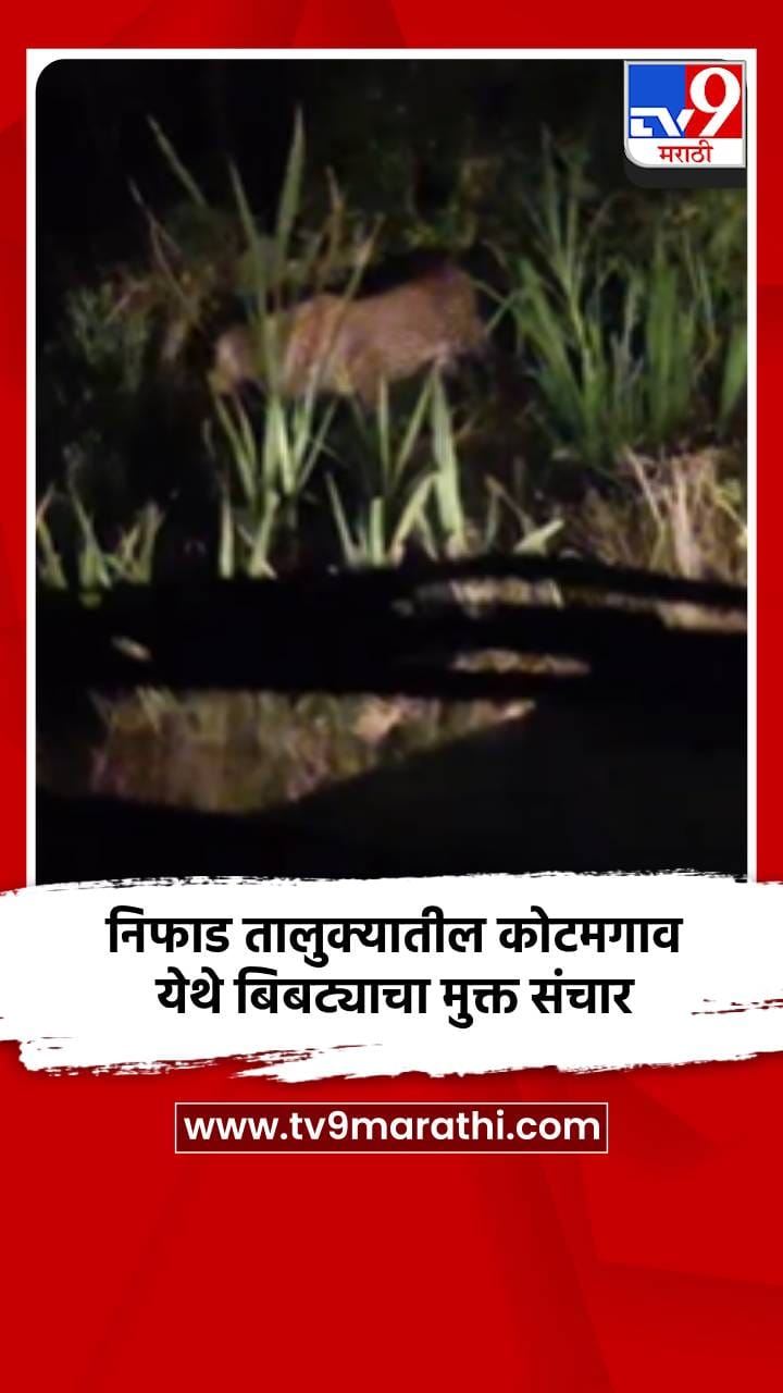 निफाड तालुक्यातील कोटमगाव येथे बिबट्याचा मुक्त संचार