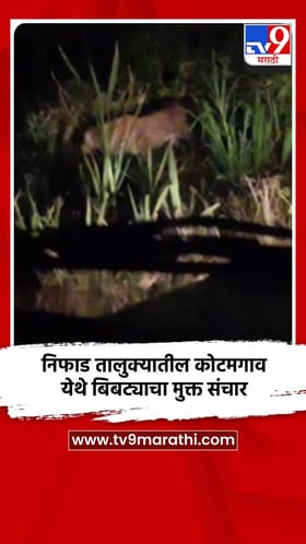 निफाड तालुक्यातील कोटमगाव येथे बिबट्याचा मुक्त संचार