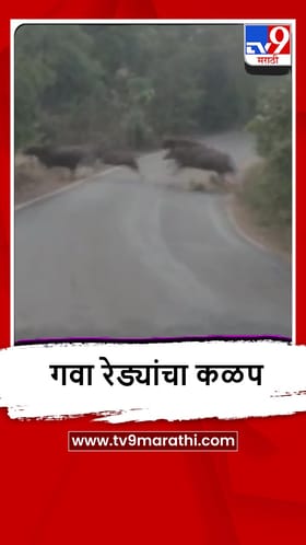 Sindhudurg: सावंतवाडी वेंगुर्ला रोडवर गवा रेड्यांचा कळप, पाहा व्हीडिओ