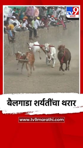 बैलगाडा शर्यतींचा थरार