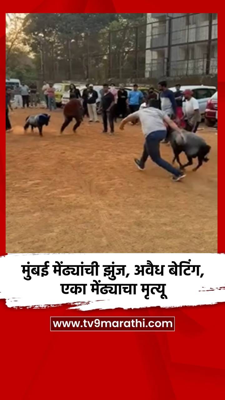 मुंबई मेंढ्यांची झुंज, बेटिंगचा खेळ, एका मेंढ्याचा मृत्यू