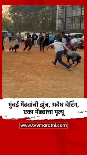 मुंबई मेंढ्यांची झुंज, बेटिंगचा खेळ, एका मेंढ्याचा मृत्यू