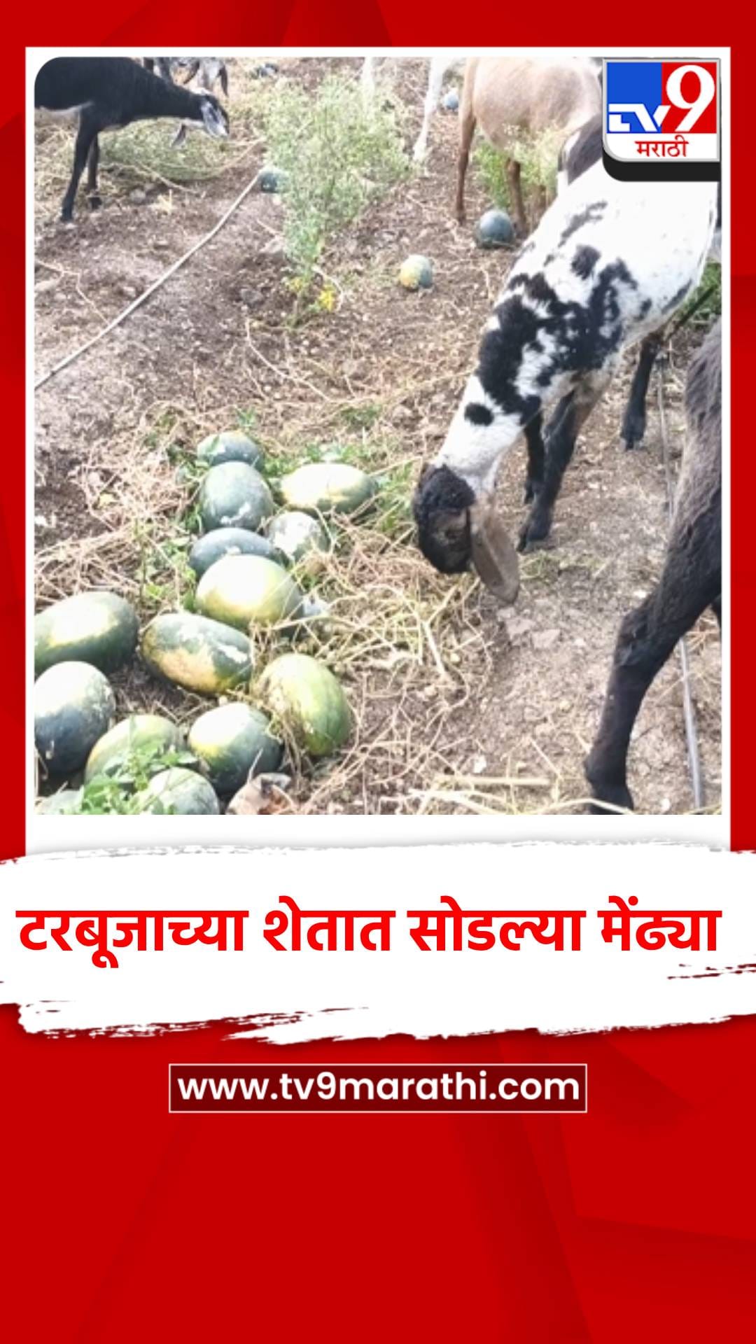 टरबूजाच्या शेतात सोडल्या मेंढ्या