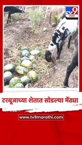 टरबूजाच्या शेतात सोडल्या मेंढ्या