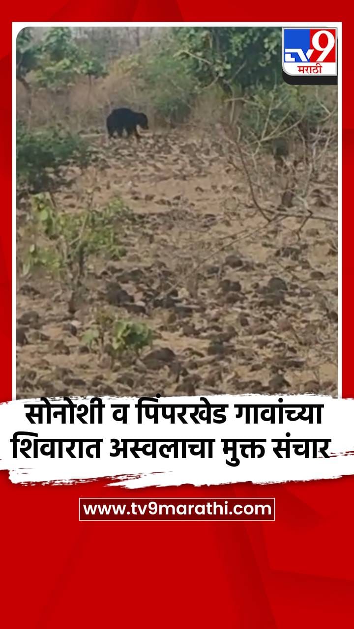 सोनोशी व पिंपरखेड गावांच्या शिवारात अस्वलाचा मुक्त संचार