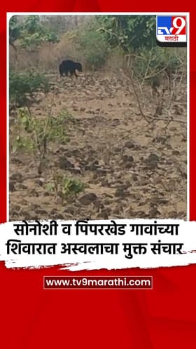 सोनोशी व पिंपरखेड गावांच्या शिवारात अस्वलाचा मुक्त संचार