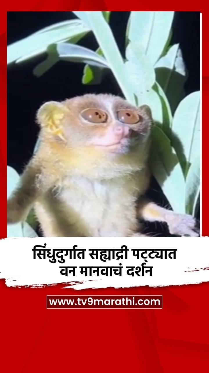 सिंधुदुर्गात सह्याद्री पट्ट्यात वन मानवाचं दर्शन