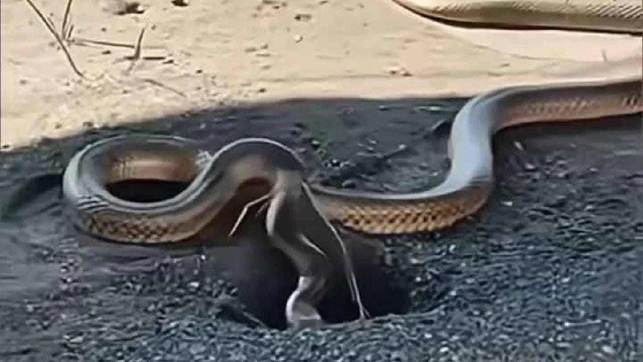 Sssshhh… जपून पाऊल टाका! उन्हाळ्यात साप खास करून ‘या’ ठिकाणी लपतात, होऊ शकता अपघाताचे शिकार!