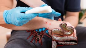 सापाचा दंश की कोळ्याचा? ते 2 छिद्र दिसताच... कळेल तुम्हाला सत्य?.