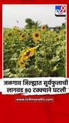 जळगाव जिल्ह्यात सूर्यफुलाची लागवड 80 टक्क्याने घटली.