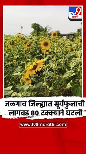 जळगाव जिल्ह्यात सूर्यफुलाची लागवड 80 टक्क्याने घटली