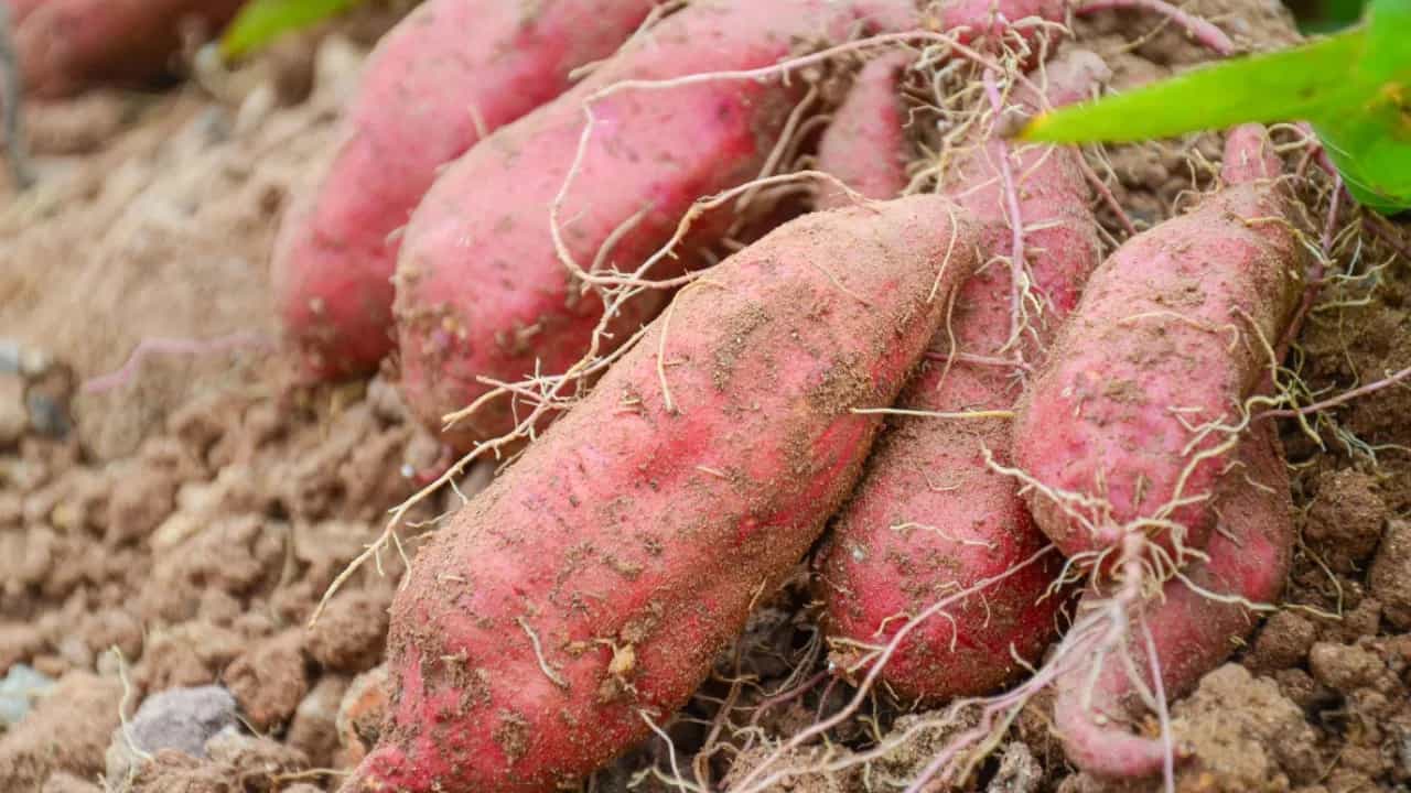 रताळ्याचा शेक कधी प्यायलाय, माहितीये रेसिपी? झटपट घ्या जाणून, शरीरास होतील अनेक फायदे