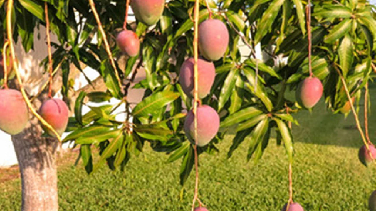 साखरेपेक्षाही गोड किंमतही लाखांमध्ये हा आहे जगातील सर्वात महागडा आंबा, जाणून घ्या यात असं काय आहे खास साखरेपेक्षाही गोड किंमतही लाखांमध्ये हा आहे जगातील सर्वात महागडा आंबा, जाणून घ्या यात असं काय आहे खास