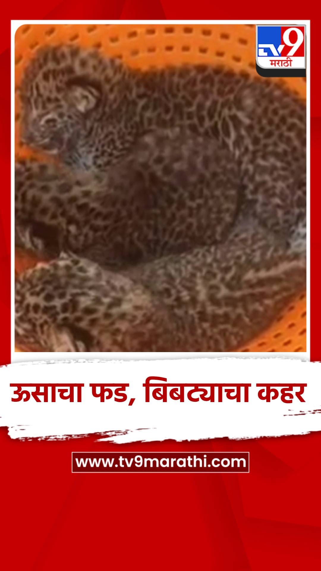 ऊसाचा फड, बिबट्याचा कहर, झुडपे काढत असताना...