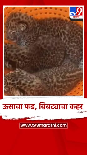 ऊसाचा फड, बिबट्याचा कहर, झुडपे काढत असताना...